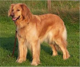 ZITA